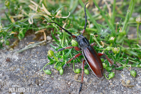 Käfer (Dorcadion fulvum)