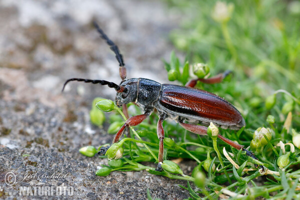 Käfer (Dorcadion fulvum)