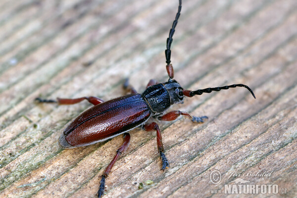 Käfer (Dorcadion fulvum)