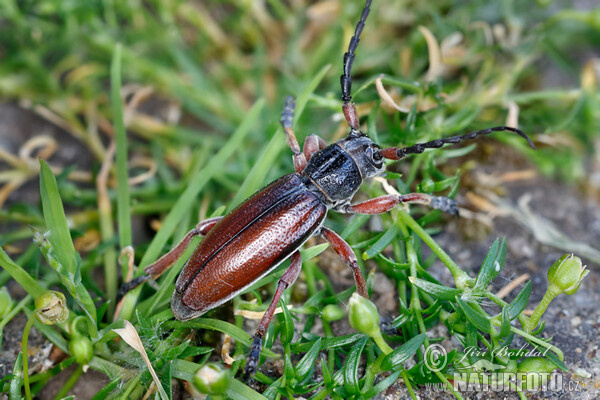 Käfer (Dorcadion fulvum)