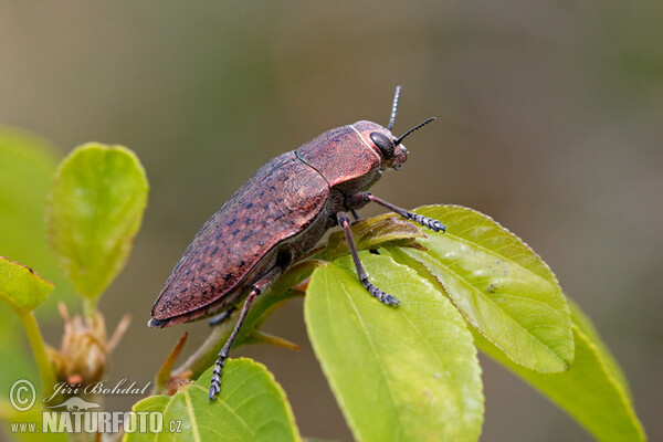 Käfer (Perotis lugubris)
