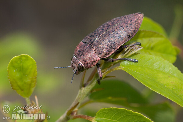 Käfer (Perotis lugubris)