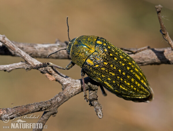 Käfer (Julodis andreae)