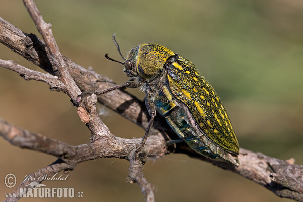 Käfer (Julodis andreae)