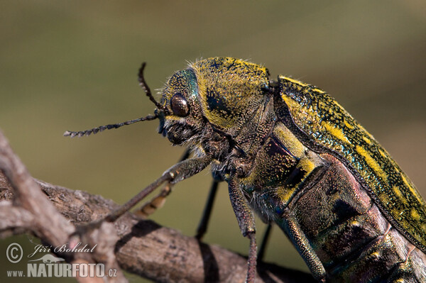 Käfer (Julodis andreae)