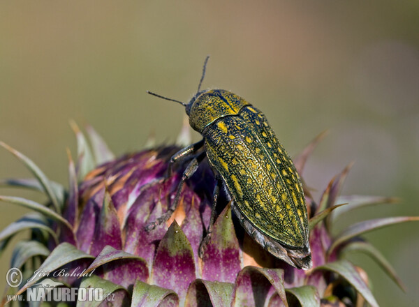 Käfer (Julodis andreae)