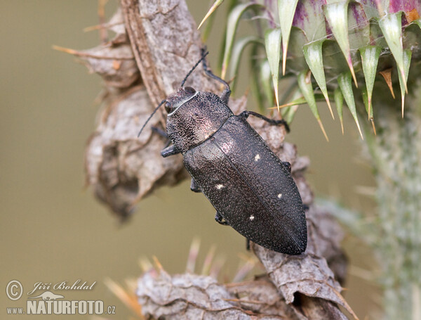 Käfer (Chalcophorella stigmatica)