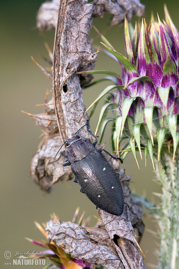 Käfer (Chalcophorella stigmatica)