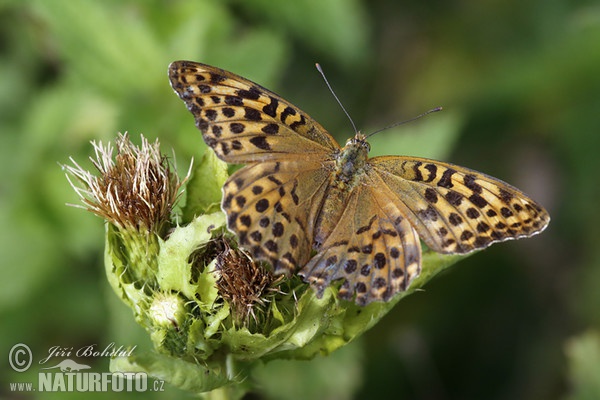 Kaisermantel (Argynnis paphia)