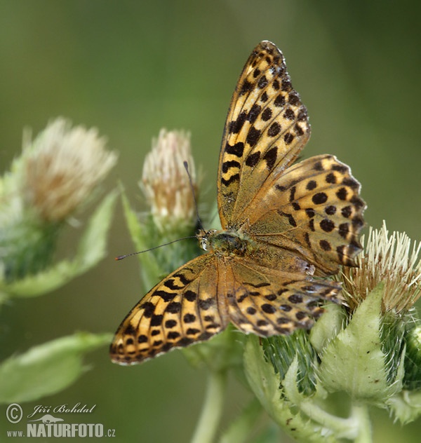 Kaisermantel (Argynnis paphia)