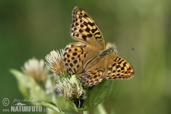 Kaisermantel (Argynnis paphia)