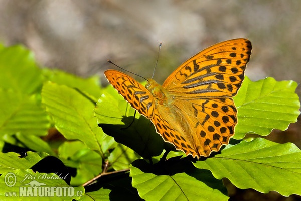 Kaisermantel (Argynnis paphia)