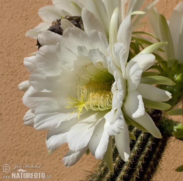 Kaktus (Echinopsis sp.)