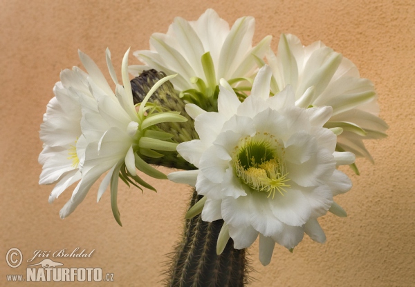 Kaktus (Echinopsis sp.)