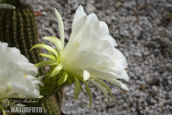 Kaktus (Echinopsis sp.)