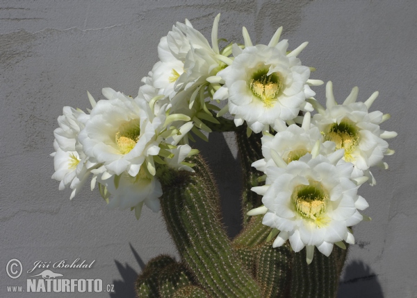 Kaktus (Echinopsis sp.)