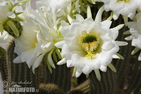 Kaktus (Echinopsis sp.)