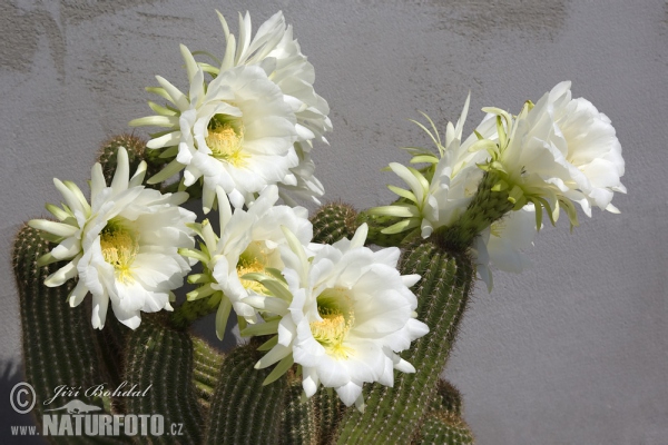 Kaktus (Echinopsis sp.)