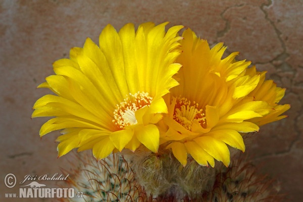 Kaktus (Parodia aureispina)