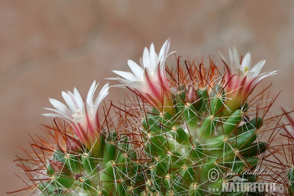 Kaktus (Mammillaria sp.)