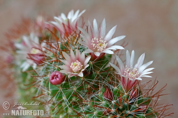 Kaktus (Mammillaria sp.)