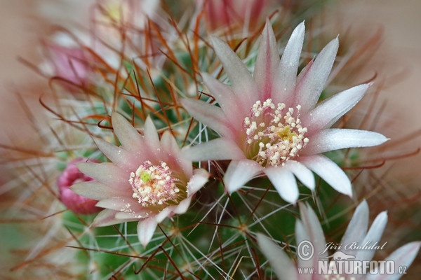 Kaktus (Mammillaria sp.)