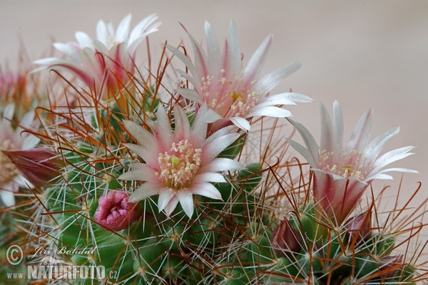 Kaktus (Mammillaria sp.)