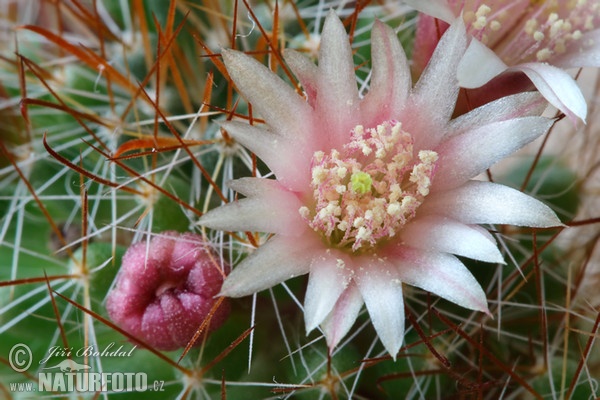 Kaktus (Mammillaria sp.)