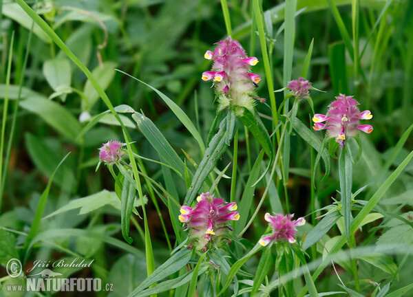 Kamm-Wachtelweizen (Melampyrum cristatum)