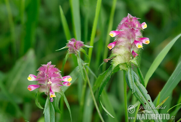 Kamm-Wachtelweizen (Melampyrum cristatum)