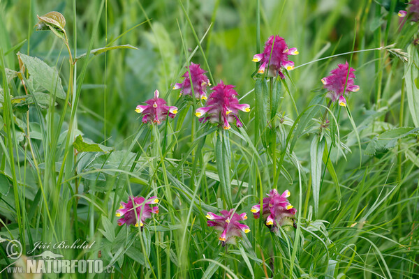 Kamm-Wachtelweizen (Melampyrum cristatum)