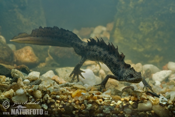 Kammmolch (Triturus cristatus)