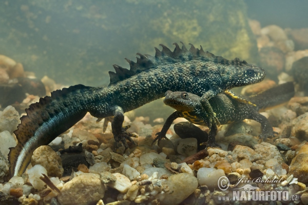 Kammmolch (Triturus cristatus)