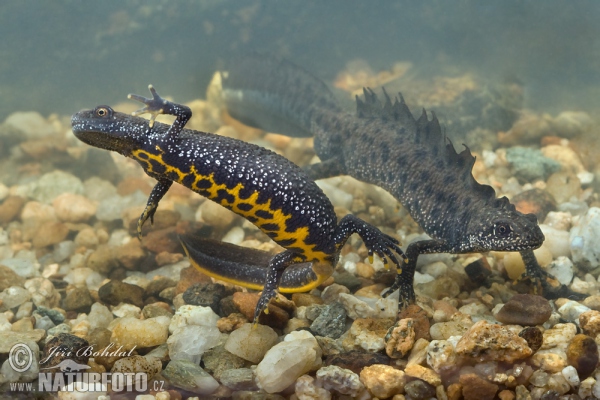 Kammmolch (Triturus cristatus)