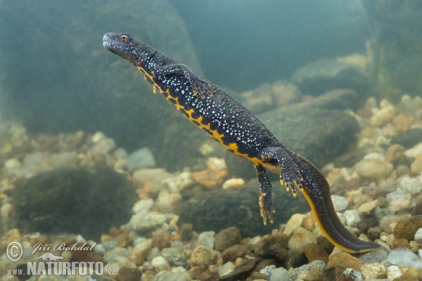 Kammmolch (Triturus cristatus)