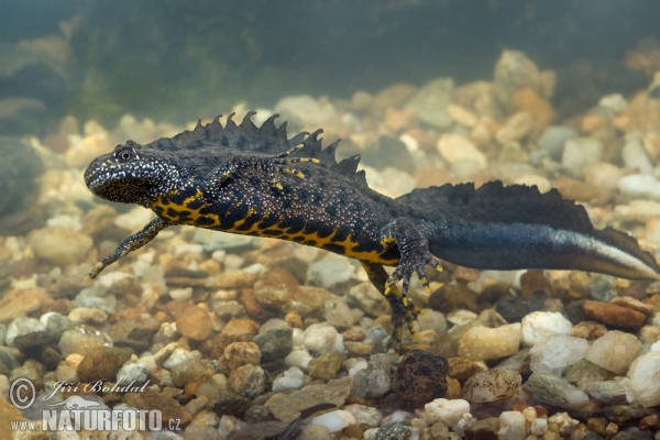 Kammmolch (Triturus cristatus)