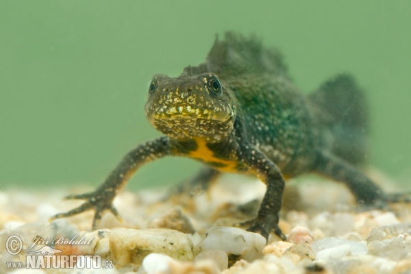 Kammmolch (Triturus cristatus)