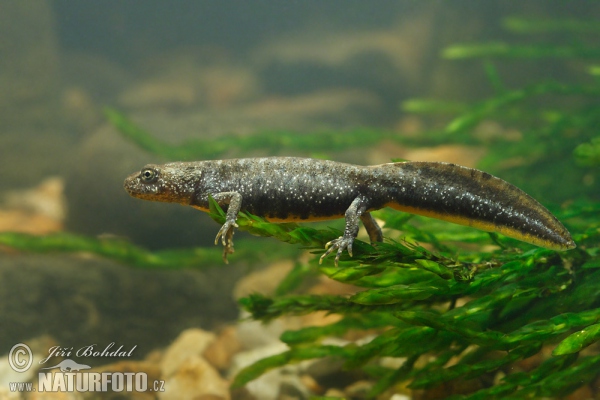 Kammmolch - Junge (Triturus cristatus)