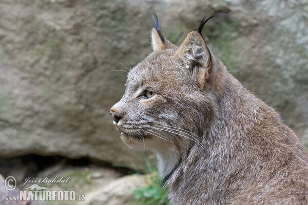 Kanadische Luchs (Lynx canadensis)