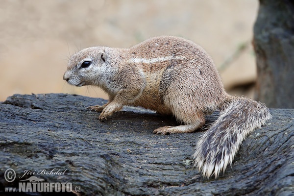 Kap Borstenhornchen (Xerus inauris)