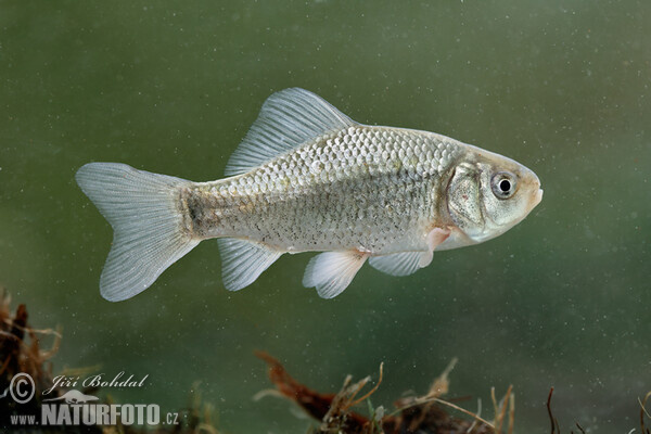 Karausche (Carassius carassius)