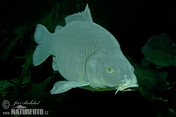 Karpfen (Cyprinus carpio)