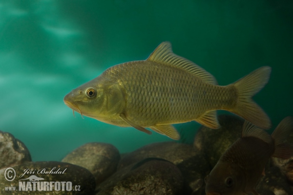 Karpfen (Cyprinus carpio)