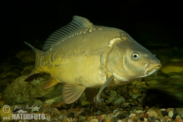 Karpfen (Cyprinus carpio)