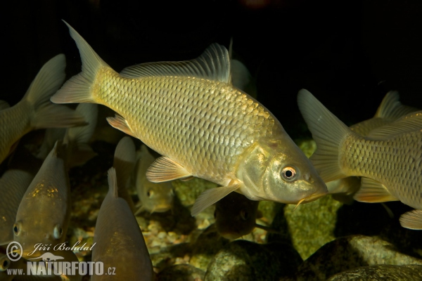 Karpfen (Cyprinus carpio)