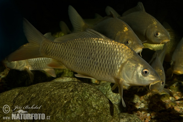 Karpfen (Cyprinus carpio)