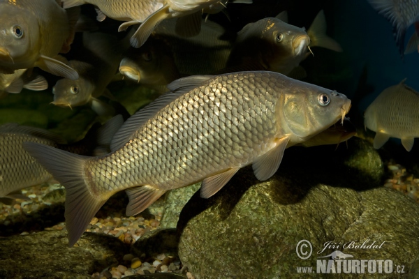 Karpfen (Cyprinus carpio)