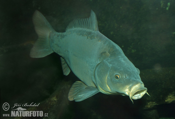 Karpfen (Cyprinus carpio)