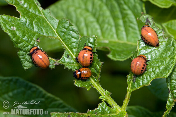 Kartoffelkäfer (Leptinotarsa decemlineata)