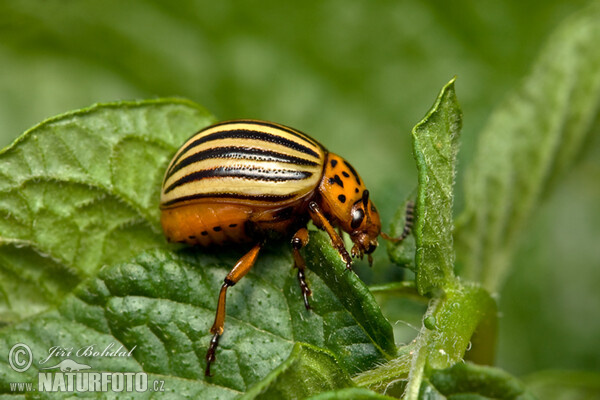 Kartoffelkäfer (Leptinotarsa decemlineata)